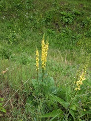 Verbascum nigrum