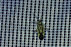 Brachycoleus decolor