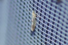Argyresthia bonnetella