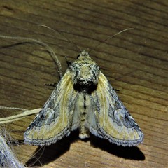 Crimona pallimedia