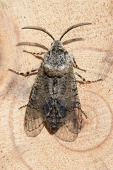 Prionoxystus macmurtrei