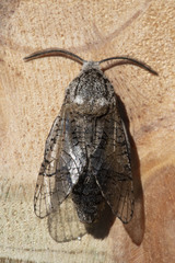 Prionoxystus macmurtrei