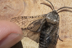 Prionoxystus macmurtrei