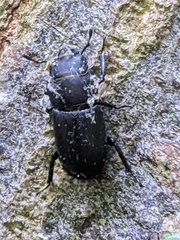 Dorcus parallelipipedus