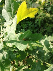 Rilaena triangularis