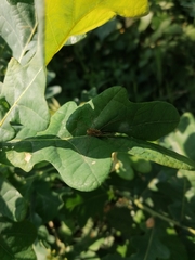 Rilaena triangularis