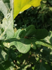 Rilaena triangularis