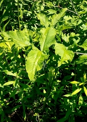 Arisaema stewardsonii