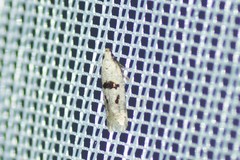 Mirificarma cytisella