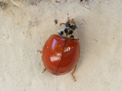 Harmonia axyridis