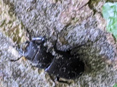 Dorcus parallelipipedus