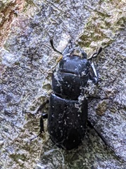 Dorcus parallelipipedus