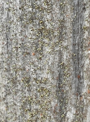 Chaenotheca phaeocephala