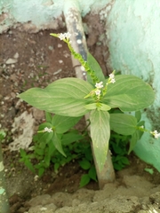 Spigelia