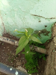 Spigelia