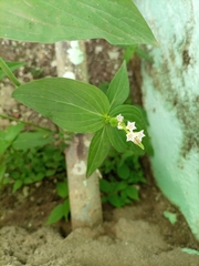 Spigelia