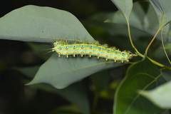 Saturnia pyretorum