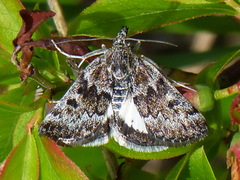 Loxostege anartalis
