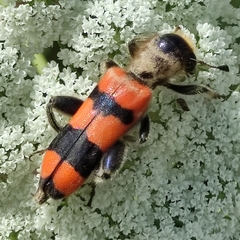 Trichodes crabroniformis