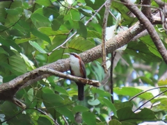 Pomatorhinus bornensis