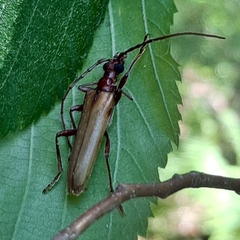 Centrodera