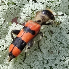 Trichodes crabroniformis