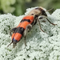Trichodes crabroniformis