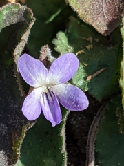Viola villosa