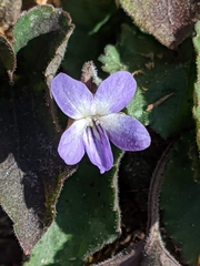 Viola villosa