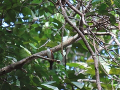 Pomatorhinus bornensis