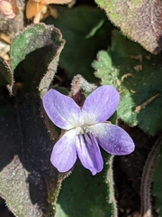 Viola villosa