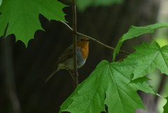 Erithacus rubecula