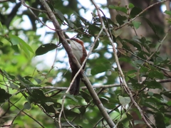 Pomatorhinus bornensis