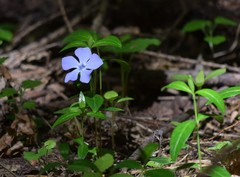 Vinca minor