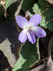 Viola villosa