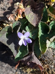 Viola villosa