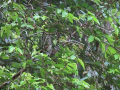 Pomatorhinus bornensis