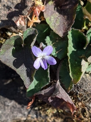 Viola villosa