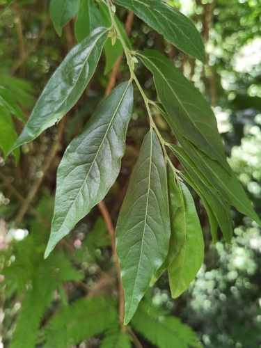 Diospyros acapulcensis (Diospyros acapulcensis)
