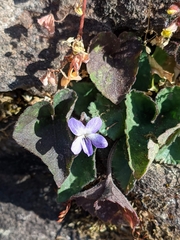 Viola villosa