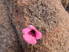 Diascia integerrima