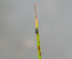 Habronattus brunneus