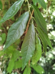 Diospyros acapulcensis