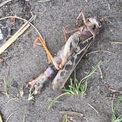 Pardalophora apiculata