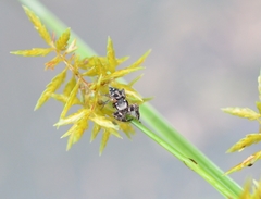 Habronattus brunneus