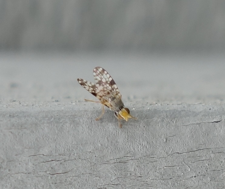 Campiglossa farinata