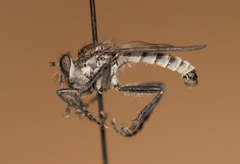 Lasiopogon woodorum