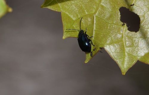 Grape Flea Beetle photo 2