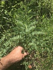 Astragalus canadensis