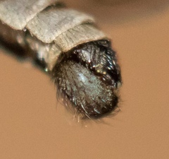 Lasiopogon woodorum